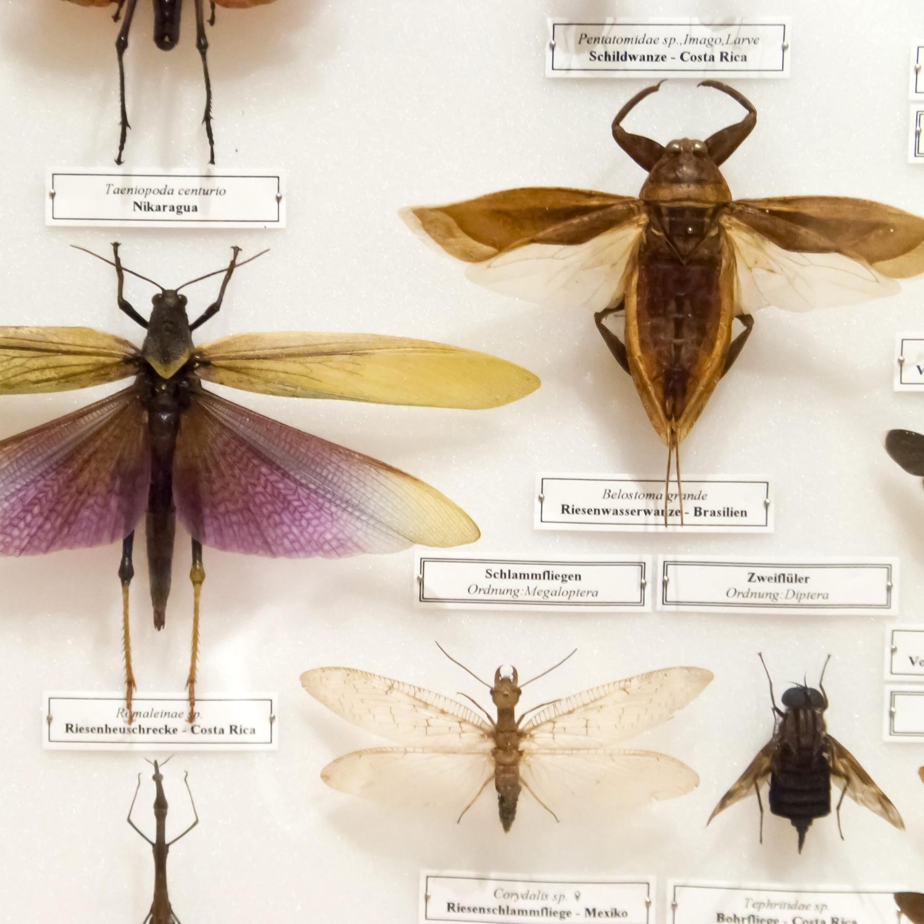 Knochen, Blüten, Spinnenbeine - Die naturkundlichen Sammlungen Bayerns