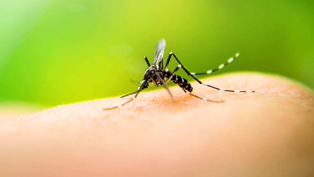 Münchner-Mückenmonitoring: 25 Tigermücken im letzten Jahr
