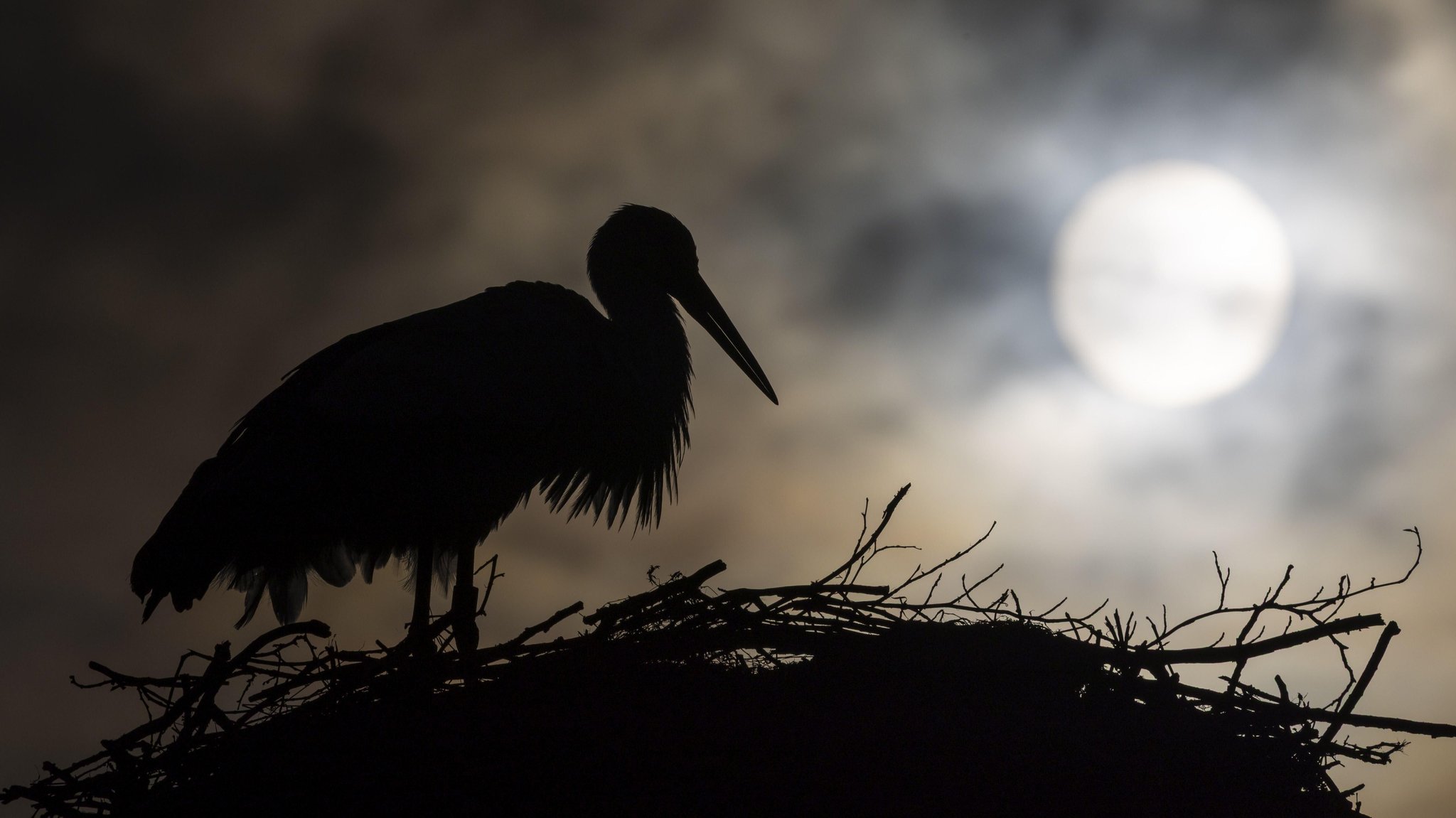 Symbolbild: Ein Storchennest auf einem Strommast sorgte in einem Ort in Oberfranken für einen Stromausfall – der Storch blieb unverletzt. | Bild: picture alliance / imageBROKER | Wolfgang Veeser Symbolbild: Ein Storchennest auf einem Strommast sorgte in einem Ort in Oberfranken für einen Stromausfall – der Storch blieb unverletzt.