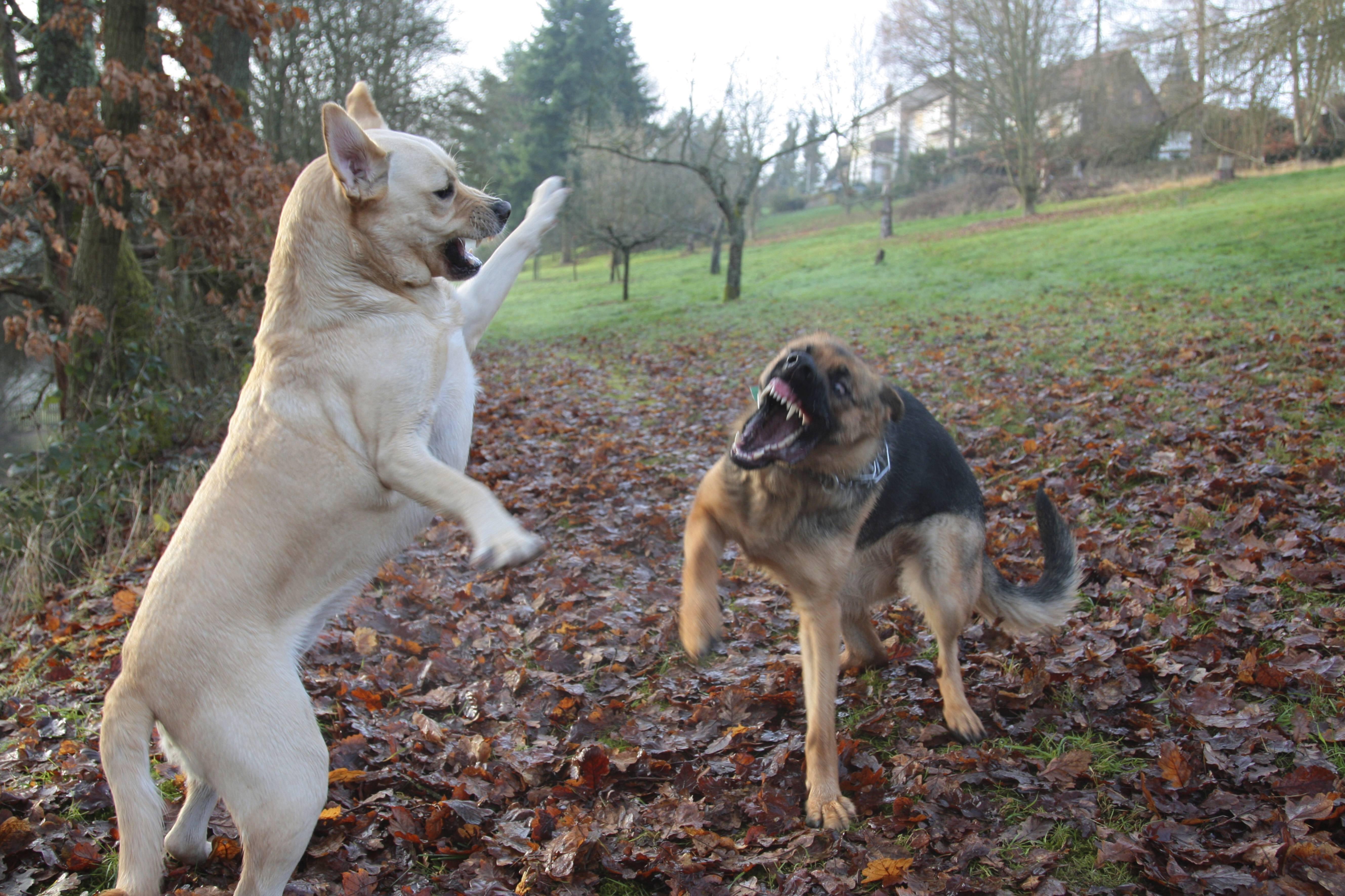 Labrador Retriever (Canis lupus f. familiaris), kämpft auf einer Wiese mit einem Deutschen Schäferhund.
