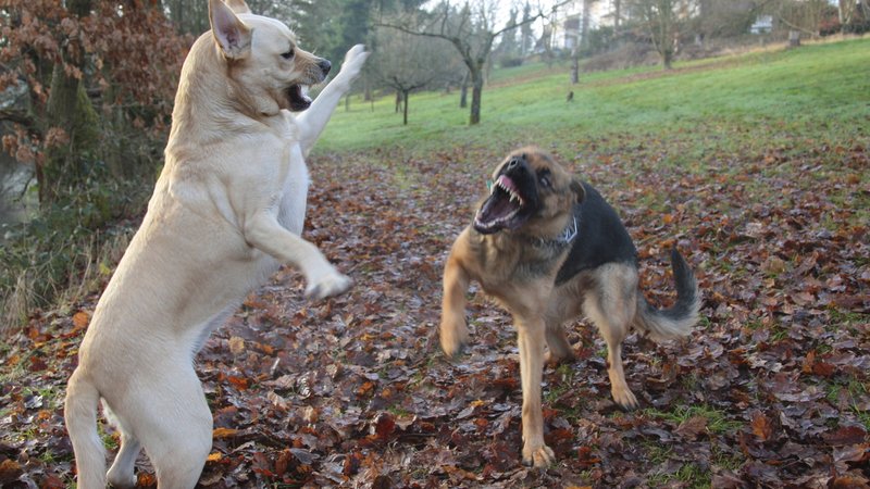 Labrador Retriever (Canis lupus f. familiaris), kämpft auf einer Wiese mit einem Deutschen Schäferhund. | Bild: picture alliance / blickwinkel/G. Kopp | G. Kopp Labrador Retriever (Canis lupus f. familiaris), kämpft auf einer Wiese mit einem Deutschen Schäferhund.