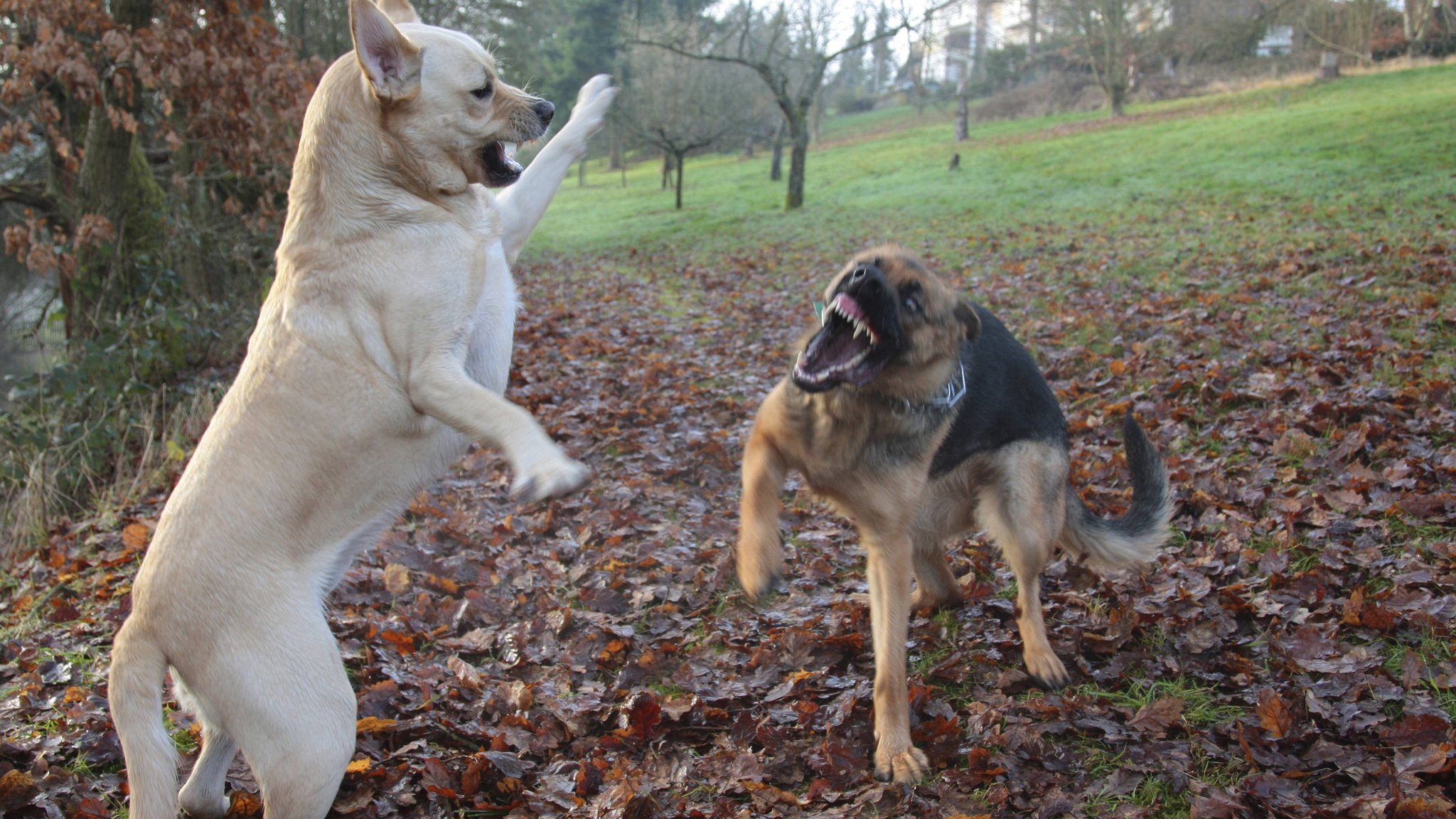 Labrador Retriever (Canis lupus f. familiaris), kämpft auf einer Wiese mit einem Deutschen Schäferhund.