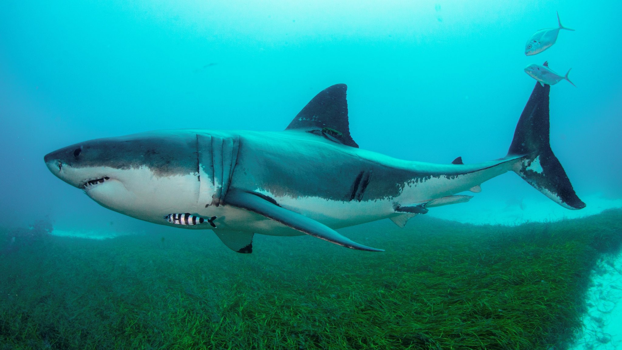 Kalifornische Schwimmerin beschreibt Haiattacke