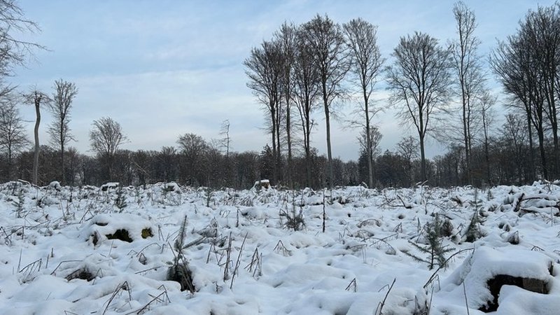Im Fürstlich Löwensteinschen Park im Landkreis Main-Spessart wurden Waldstücke großflächig gerodet.