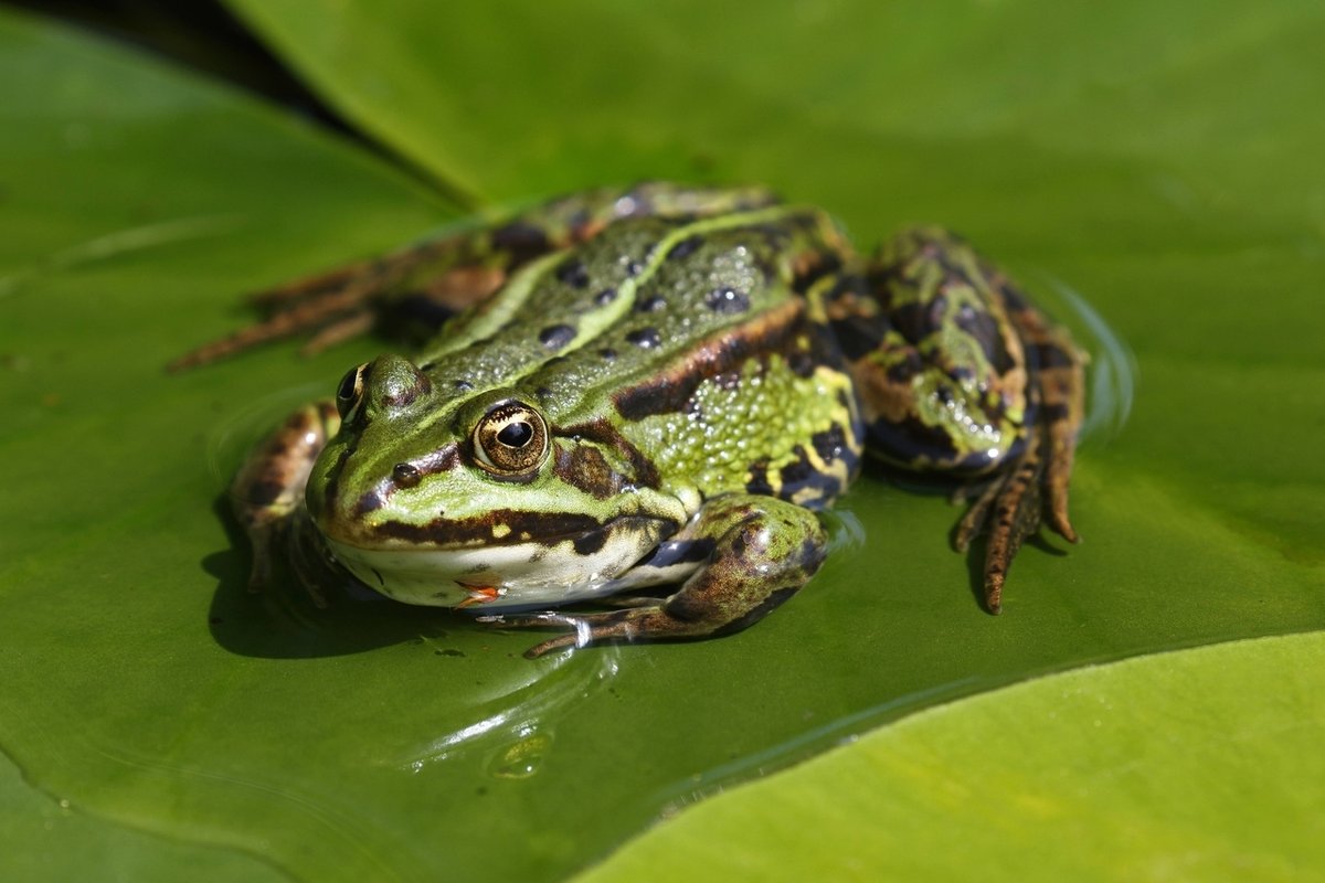 Bund Naturschutz fürchtet Aussterben einiger Amphibien-Arten