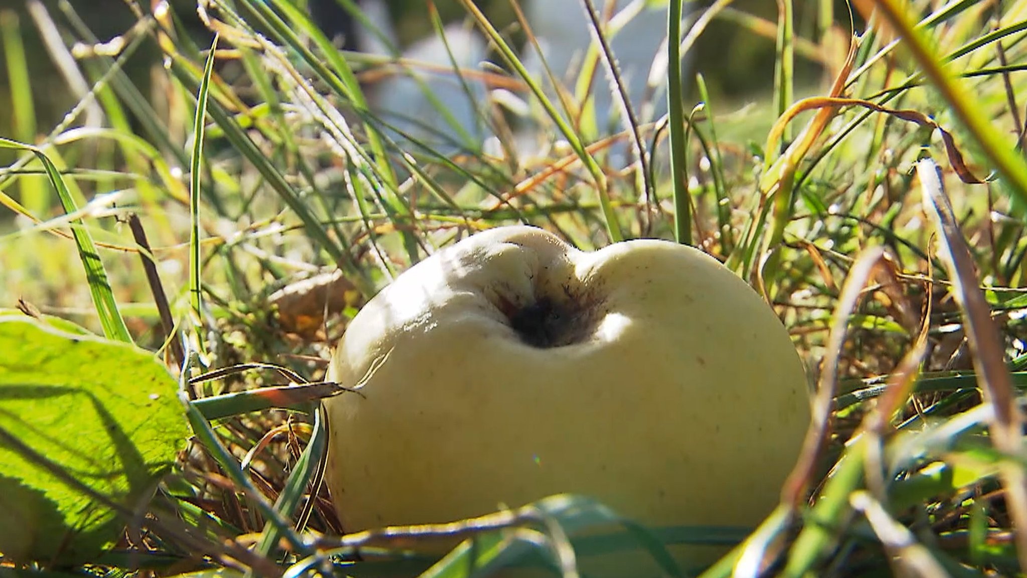 Ein gefallener Apfel am Boden.