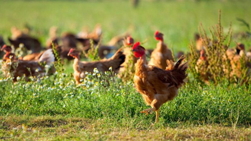 Hühner auf grüner Wiese suchen nach Futter
