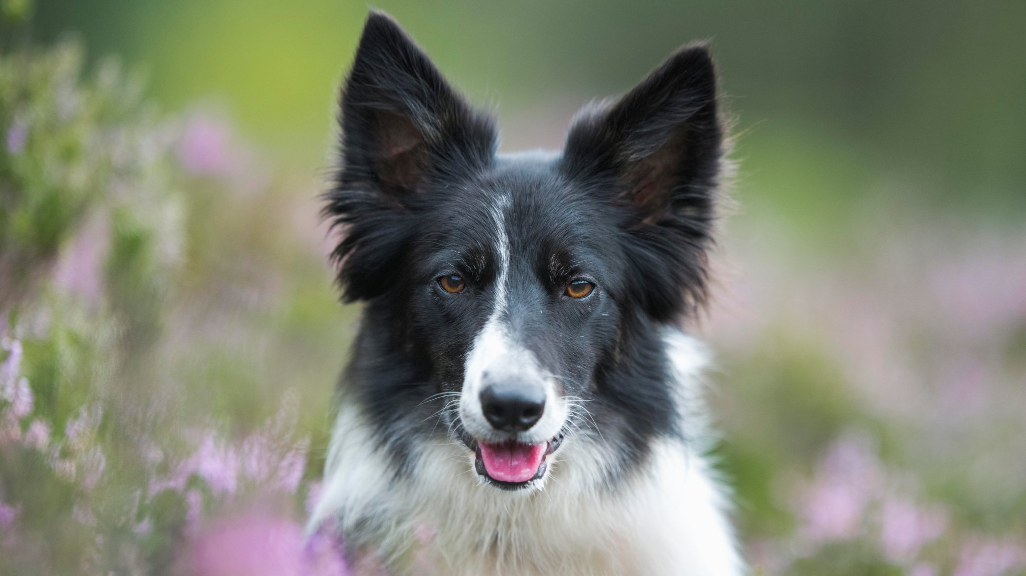 Manche Border Collies sind super schlau