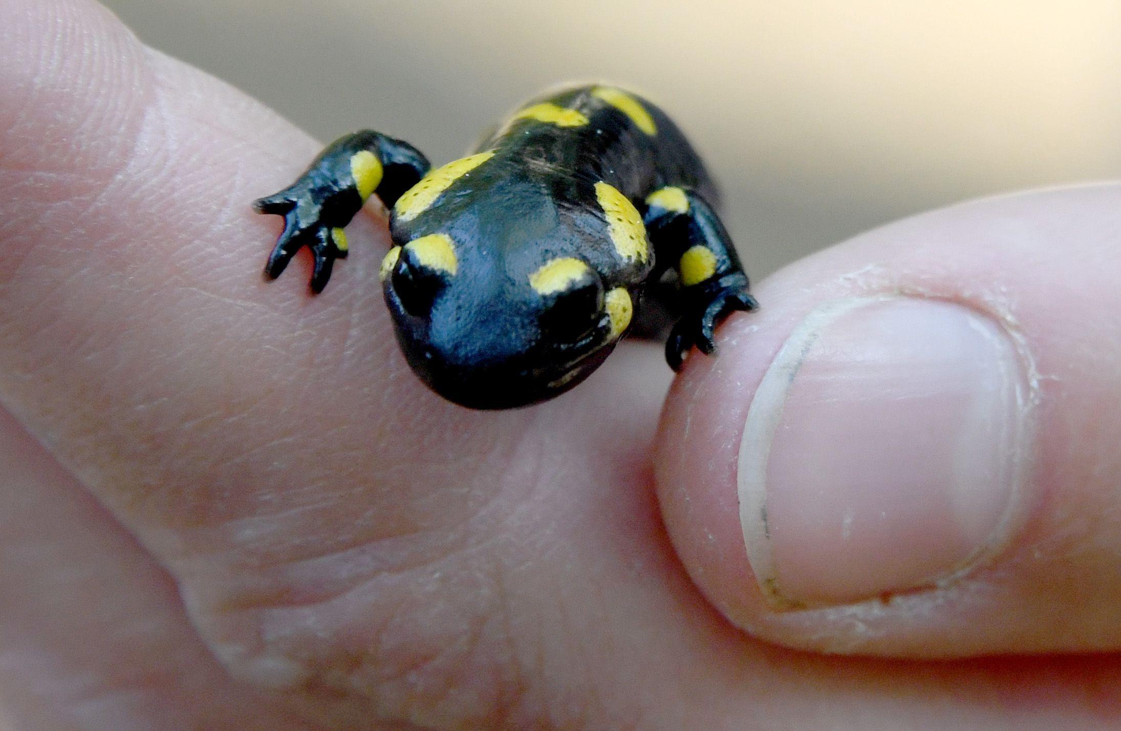 Junger Salamander in einer Hand