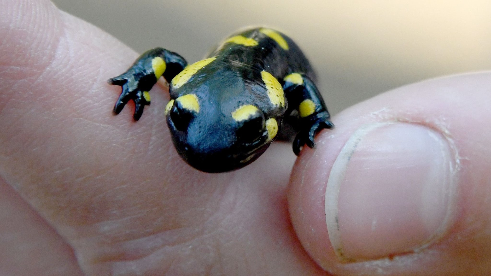 Junger Salamander in einer Hand