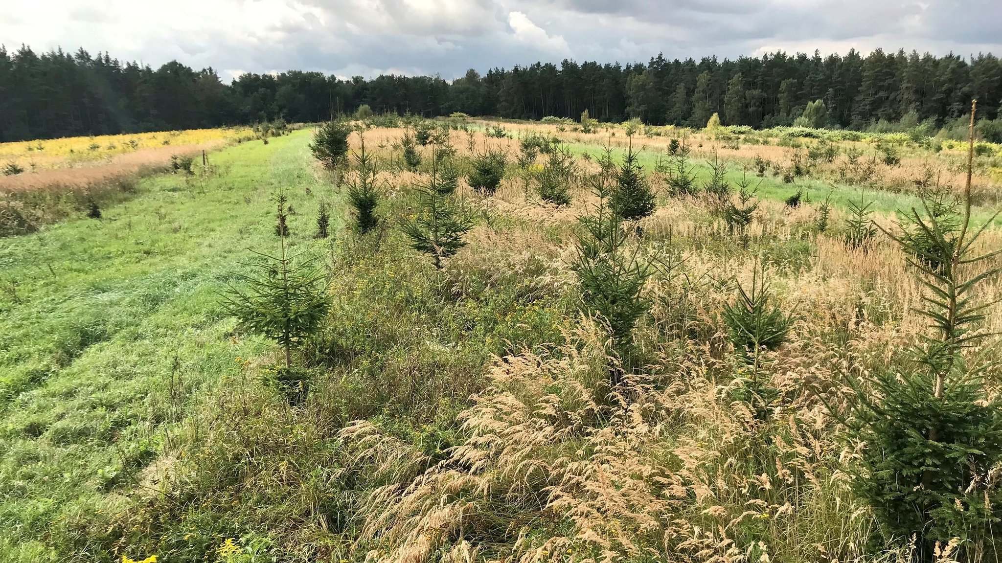 Wiese und junge Fichten vor einem Wald.