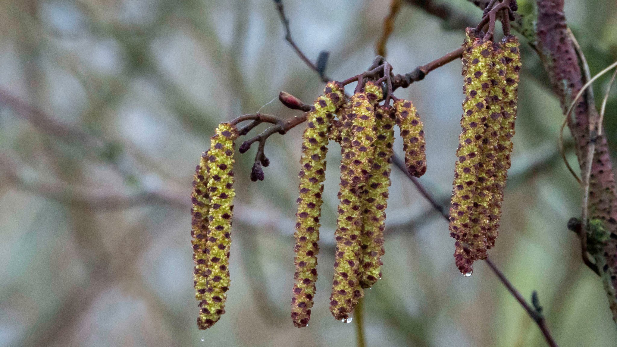 Erlen-Pollen