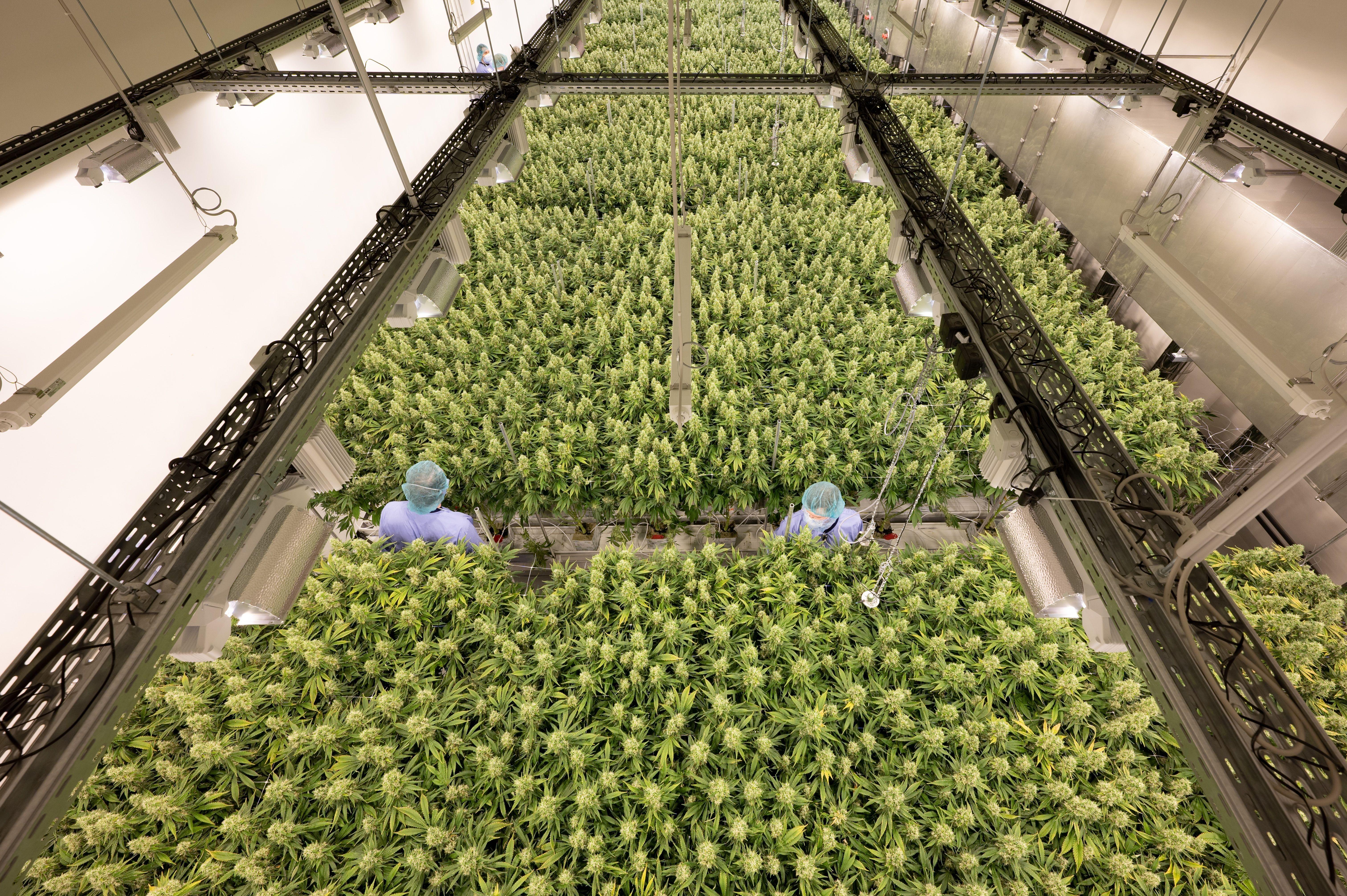 Symbolbild: Cannabispflanzen wachsen in einem Blüteraum 