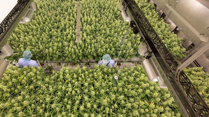 Symbolbild: Cannabispflanzen wachsen in einem Blüteraum 