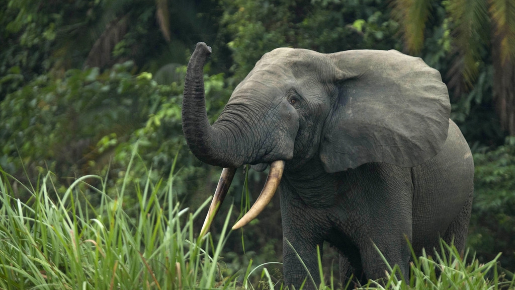 Afrikanischer Waldelefant. Diese Elefantenart ist in den vergangenen 30 Jahren um etwa 86 Prozent geschrumpft und wurde daher auf der Roten Liste jetzt höher eingestuft.