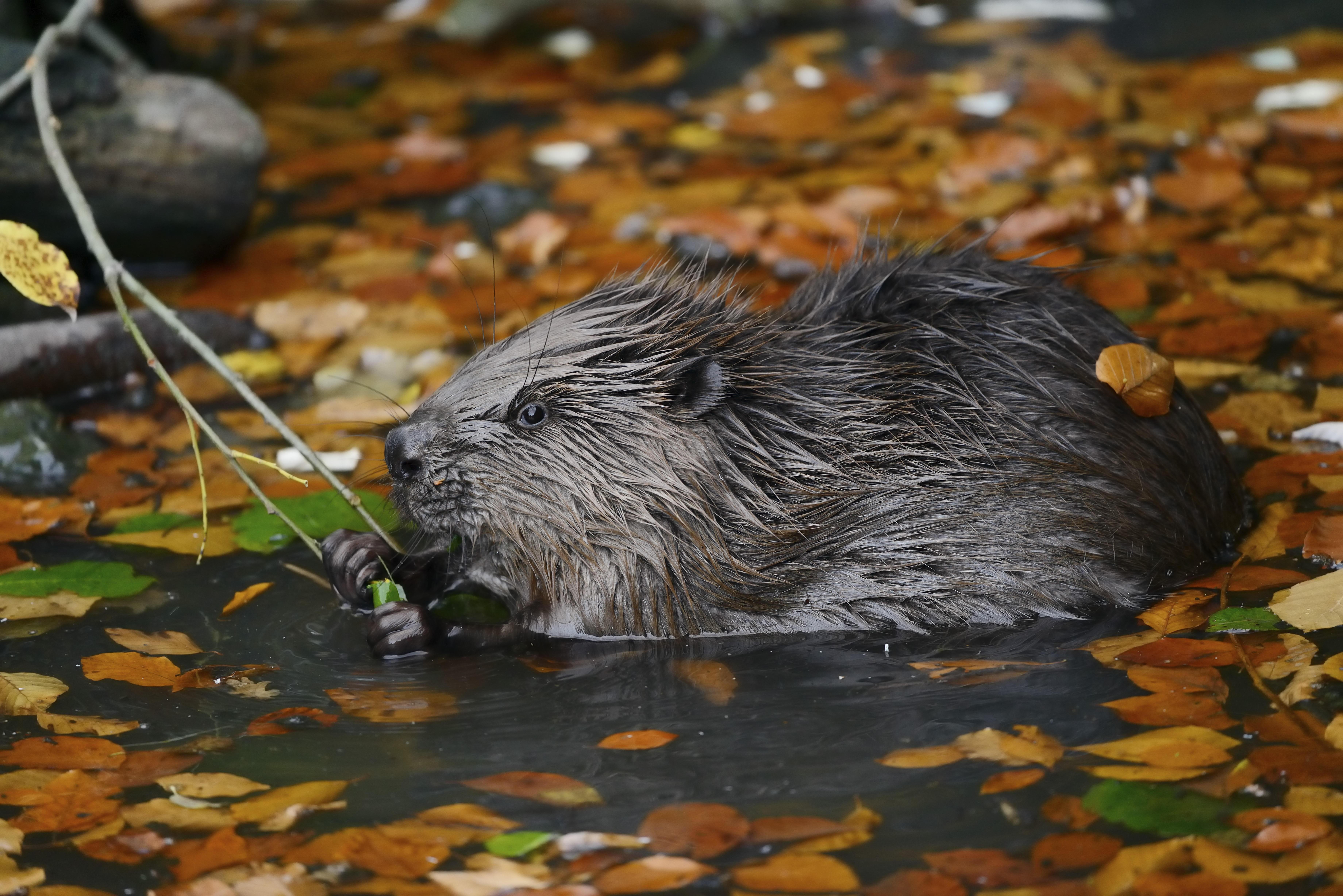 Europäischer Biber (Castor fiber), Jungtier im Wasser an einem Zweig fressend.