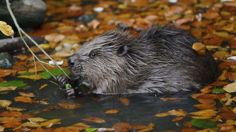 Europäischer Biber (Castor fiber), Jungtier im Wasser an einem Zweig fressend. | Bild: picture alliance / imageBROKER | Christian Hütter Europäischer Biber (Castor fiber), Jungtier im Wasser an einem Zweig fressend.