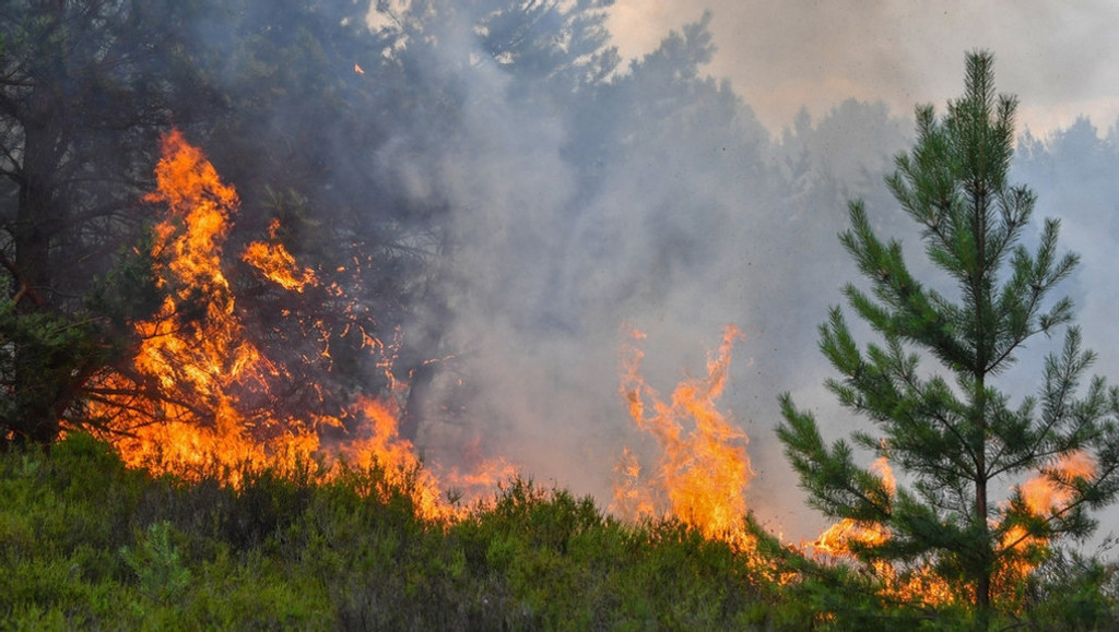 Solche Bilder sollen verhindert werden: Ein Wald steht in Brandenburg in Flammen (Symbolbild/Archiv). | Bild: Patrick Pleul/dpa-Zentralbild/dpa +++ dpa-Bildfunk Solche Bilder sollen verhindert werden: Ein Wald steht in Brandenburg in Flammen (Symbolbild/Archiv).