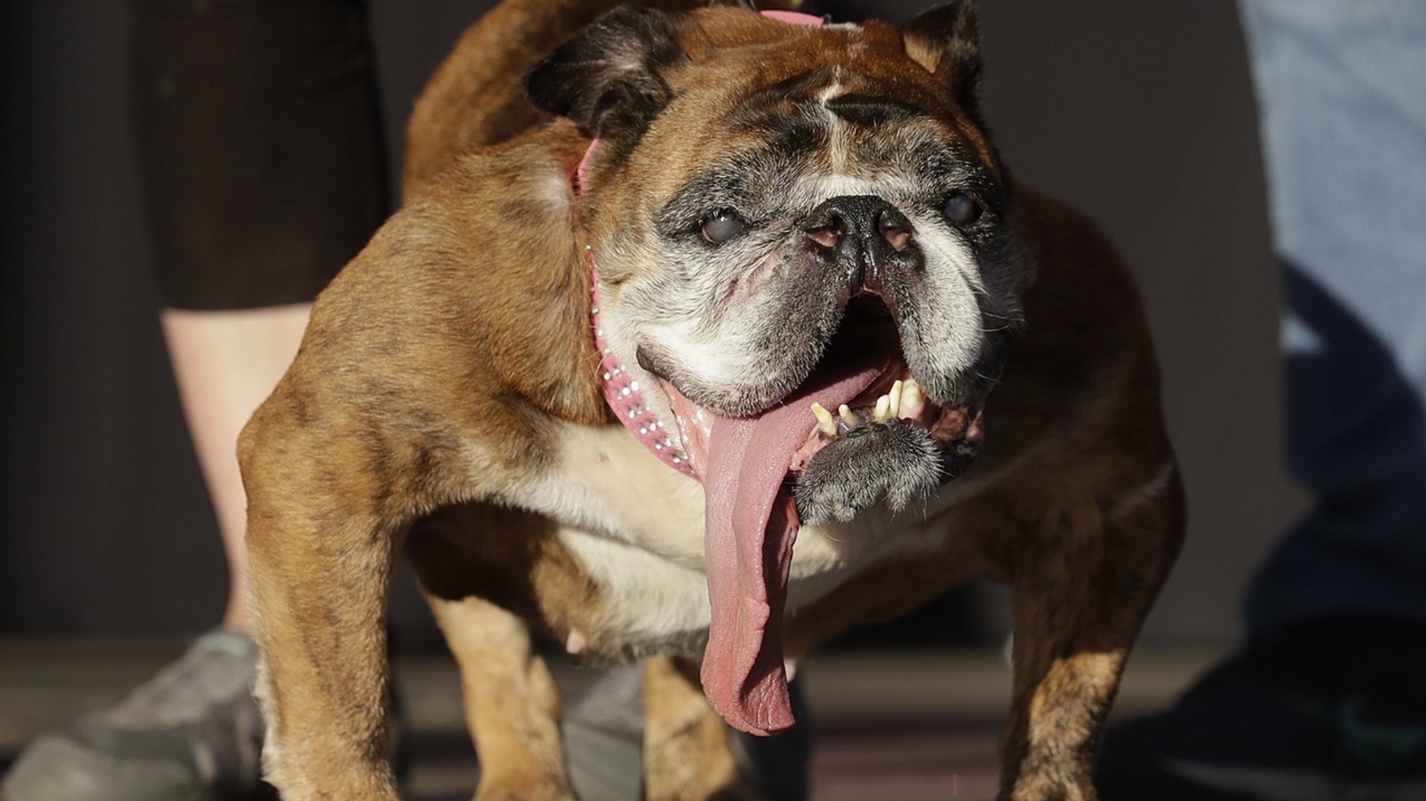 Englische Bulldogge "Zsa Zsa" ist hässlichster Hund der Welt