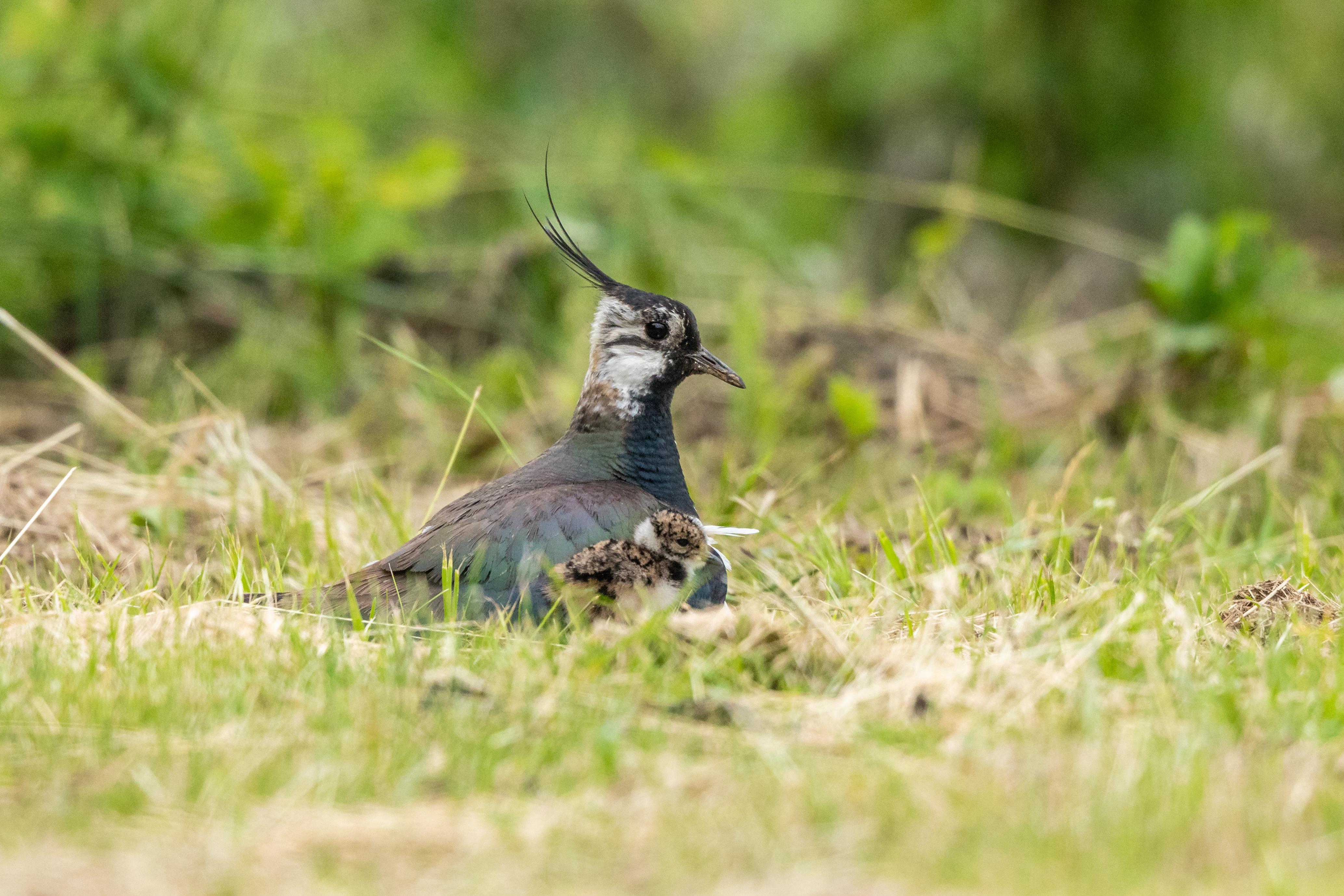 Ein weiblicher Kiebitz mit Küken in einer Wiese.