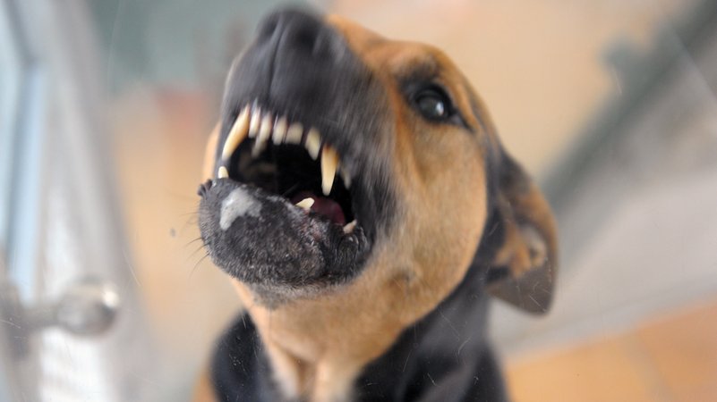 Ein Hund. | Bild: picture alliance / ZB | Soeren Stache Ein Hund.