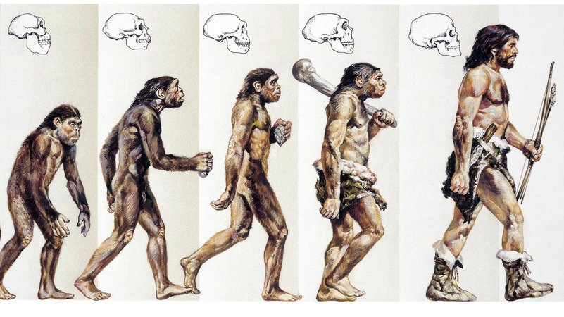 Aufrechter Gang | Bild: picture-alliance/ dpa | De Agostini B373 095238 Aufrechter Gang