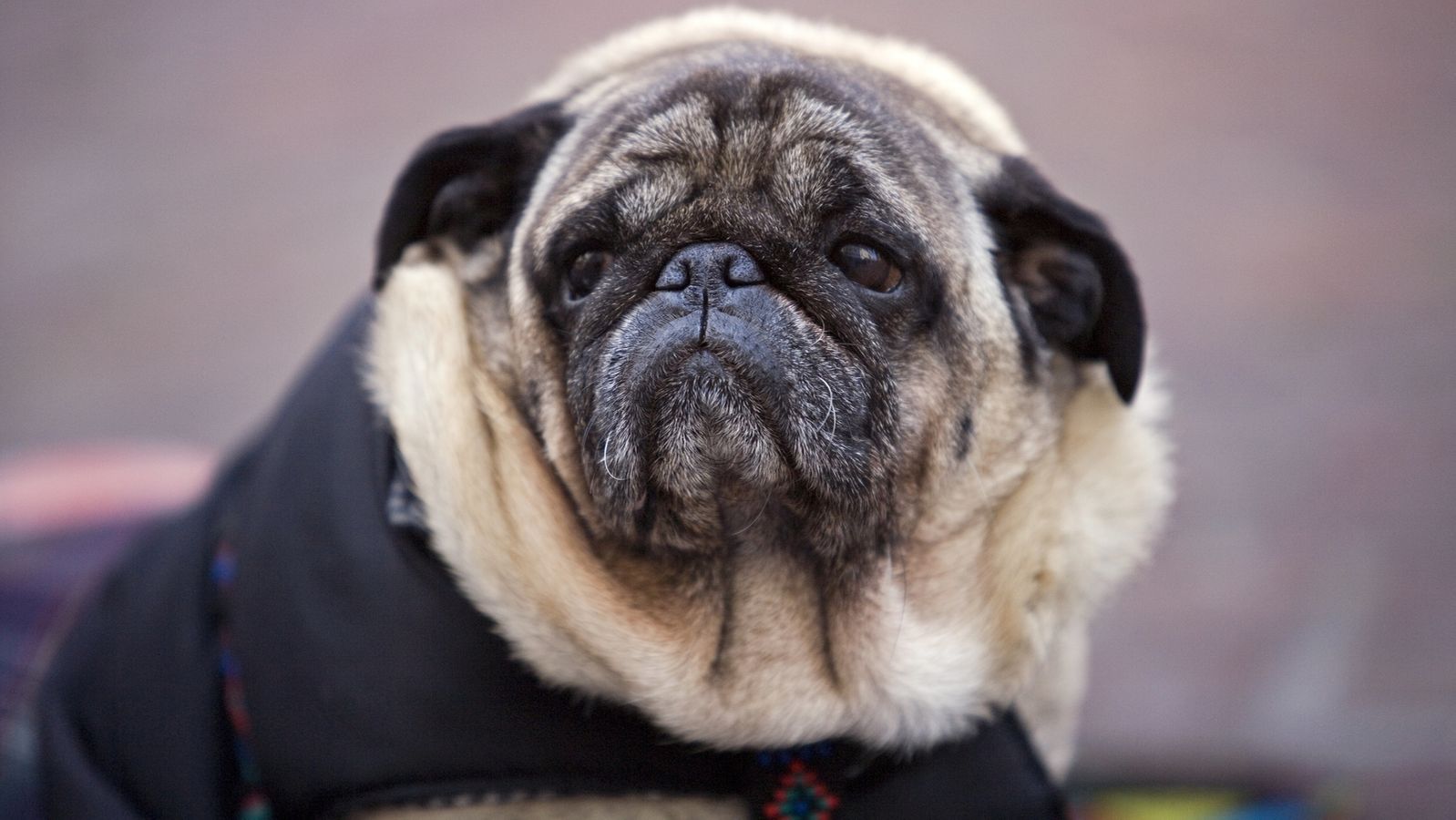 Klockner Will Ausstellungen Von Hunden Aus Qualzucht Verbieten Br24