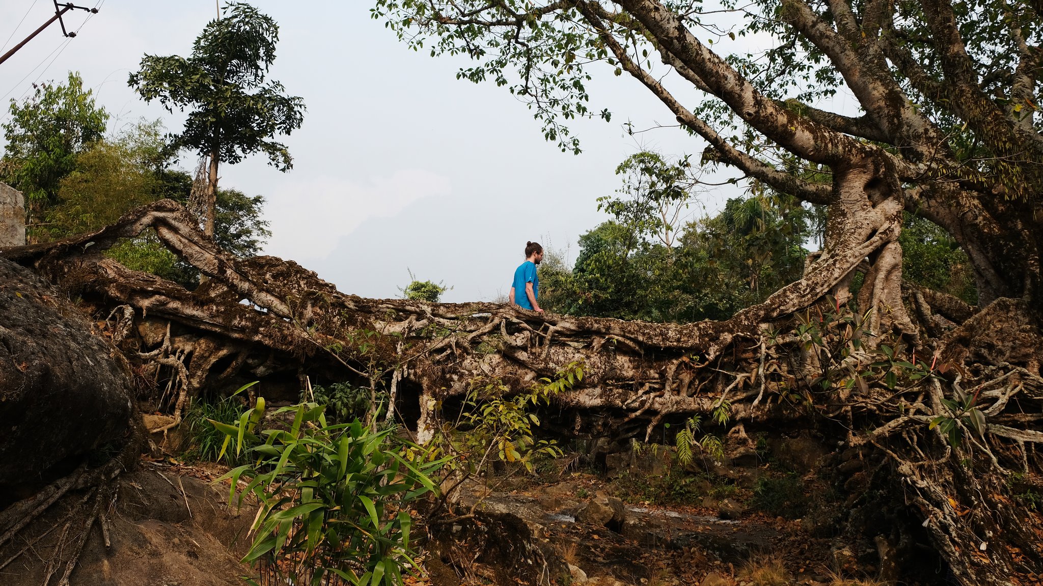 Meghalaya-Brücke in Indien: Brücken aus den verschlungenen Luftwurzeln des Gummibaums Ficus elastica sind mechanisch äußerst stabil.