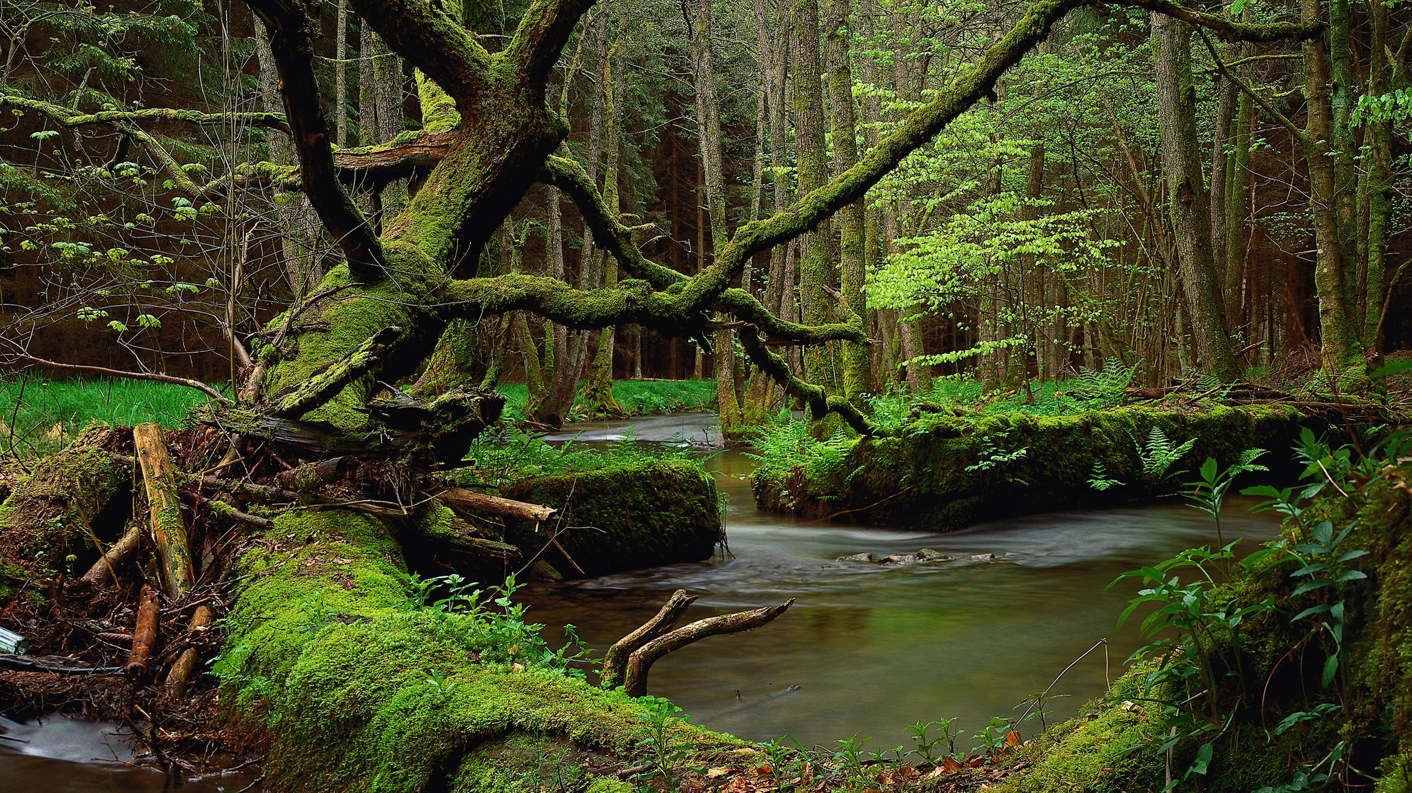 Naturschutzgebiet im Hafenlohrtal