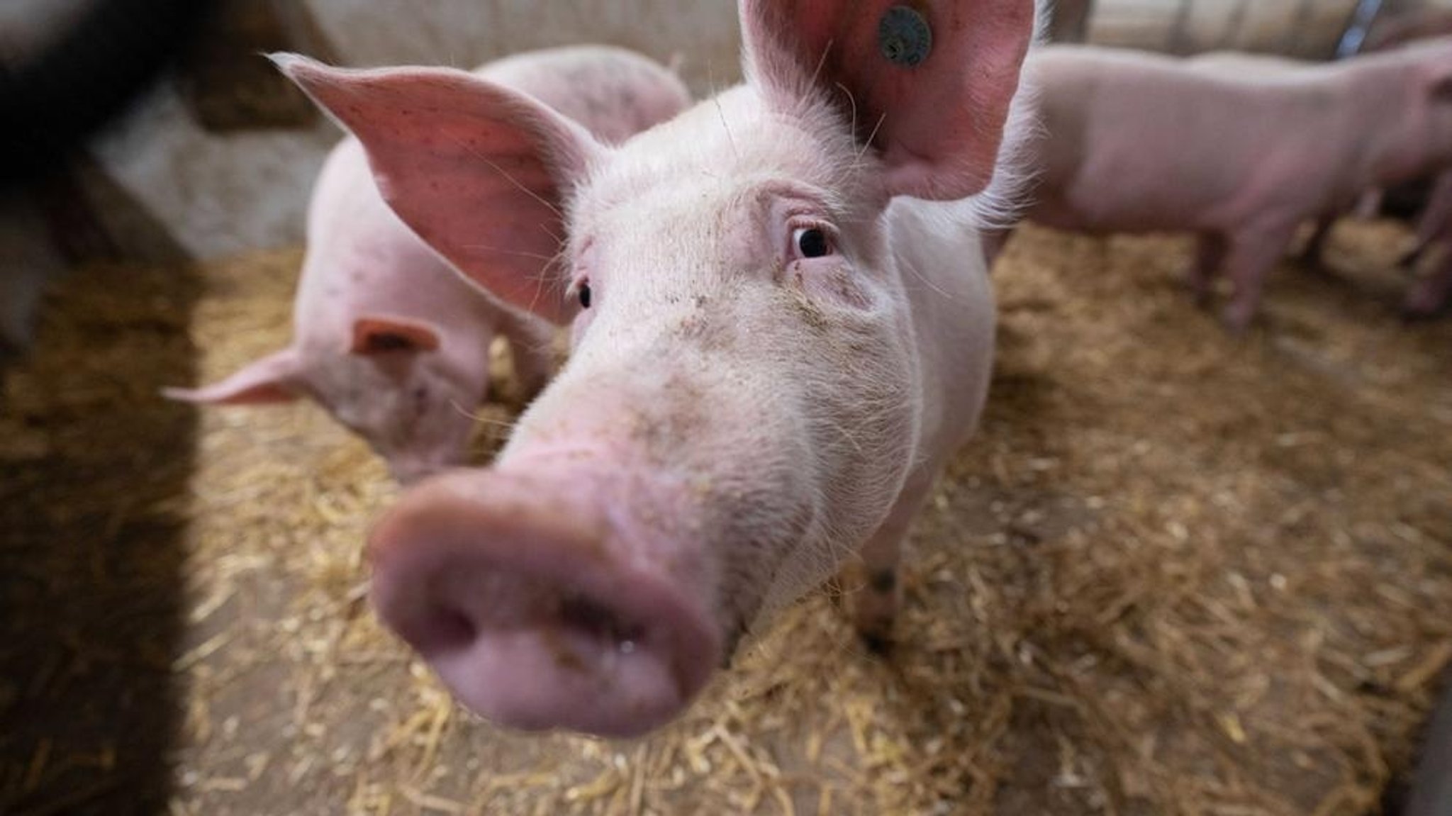 ARCHIV - 11.10.2021, Baden-Württemberg, Böhmenkirch: Schweine stehen in der Bucht eines Tierwohl-Schweinestalls. Die deutschen Bauern rechnen angesichts höherer Energiekosten und unsicherer Marktaussichten in der Corona-Krise weiterhin mit schwierigen Bedingungen. (zu dpa «Bauern sehen weiter angespannte Geschäftslage») Foto: Marijan Murat/dpa +++ dpa-Bildfunk +++