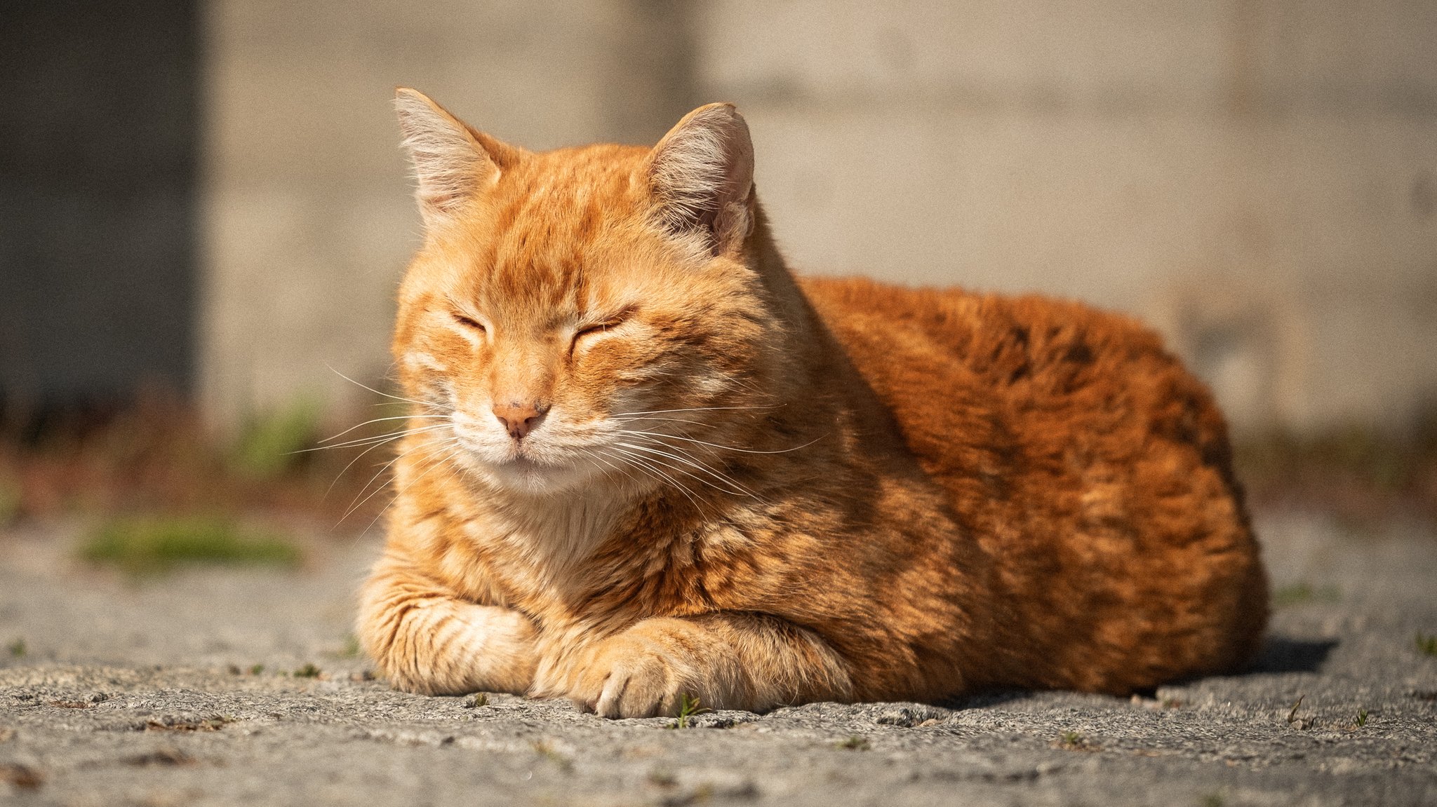 Trauer um Uni-Maskottchen: Augsburger Campus-Cat gestorben