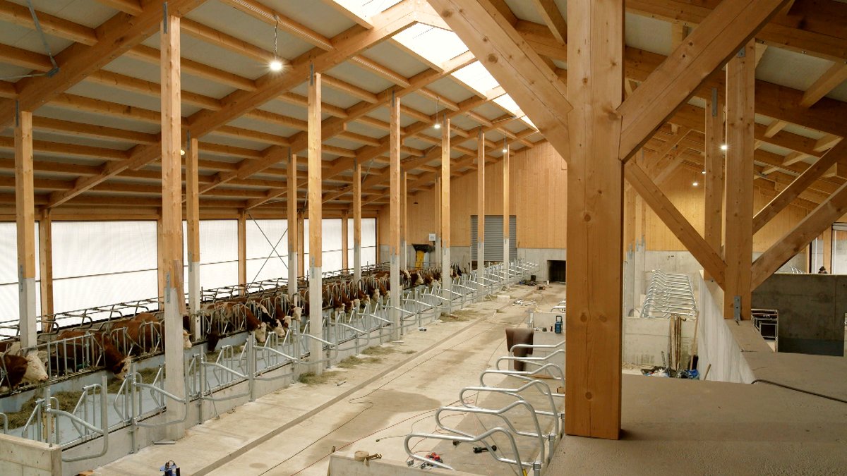 Anbindehaltung soll innerhalb von 5 Jahren verboten werden. Doch wie kann man einen neuen Kuhstall bauen, obwohl die Baukosten enorm gestiegen sind?