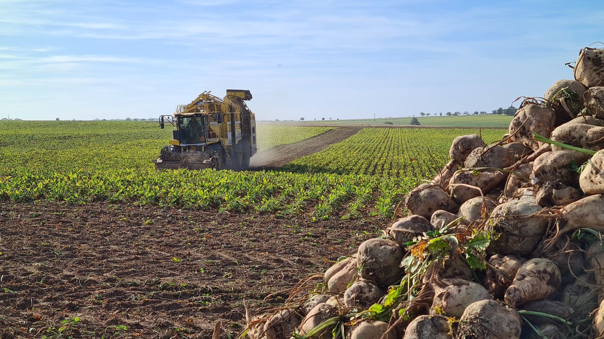 Zuckerrübenernte: Neue Krankheit beunruhigt fränkische Landwirte