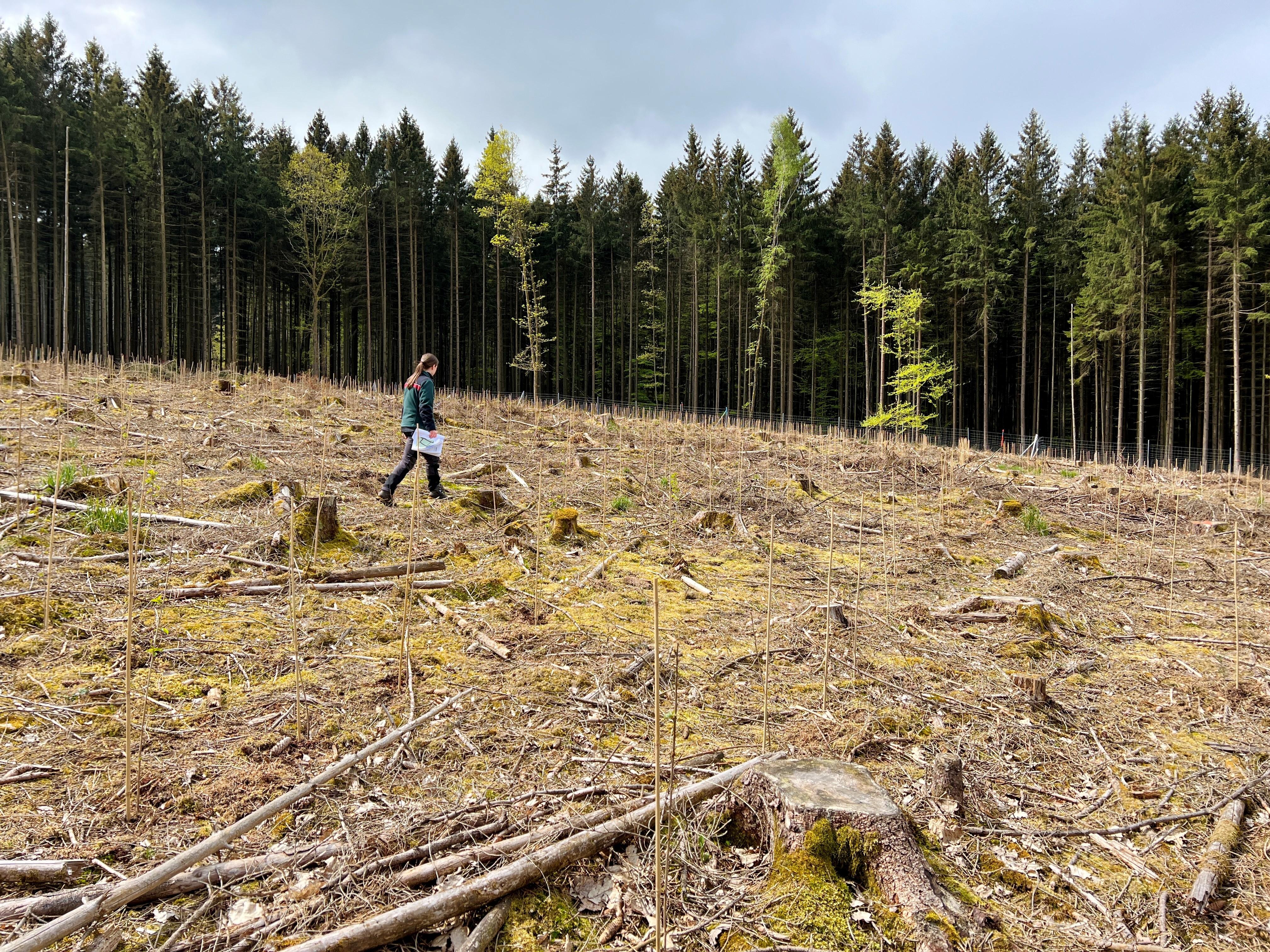 Enormer Schaden durch den Borkenkäfer: Auf dieser Freifläche im Grabfeld mit der Größe von vier Fußballfeldern hat keine einzige Fichte überlebt.