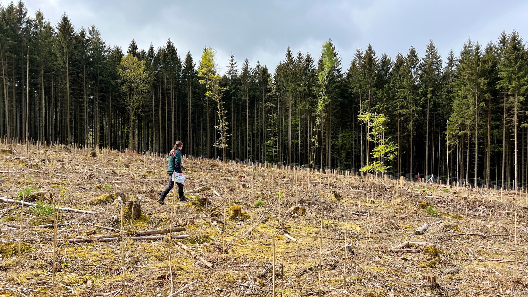 Borkenkäfer: Wie ein kleiner Schädling ganze Wälder vernichtet