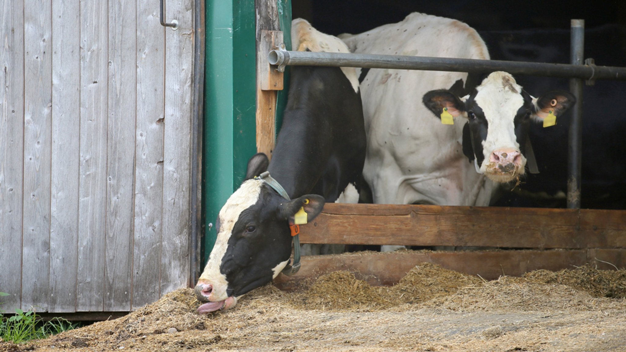 Kühe stehen in einem landwirtschaftlichen Großbetrieb in einem Stall 