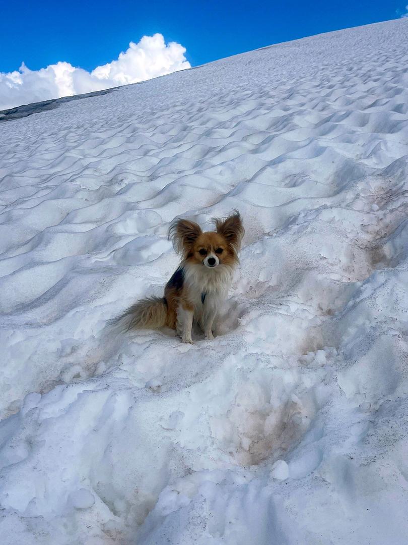 Chihuahua hilft Mann aus Gletscherspalte zu retten