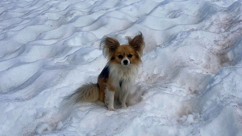 Chihuahua hilft Mann aus Gletscherspalte zu retten | Bild: Air Zermatt/dpa Chihuahua hilft Mann aus Gletscherspalte zu retten