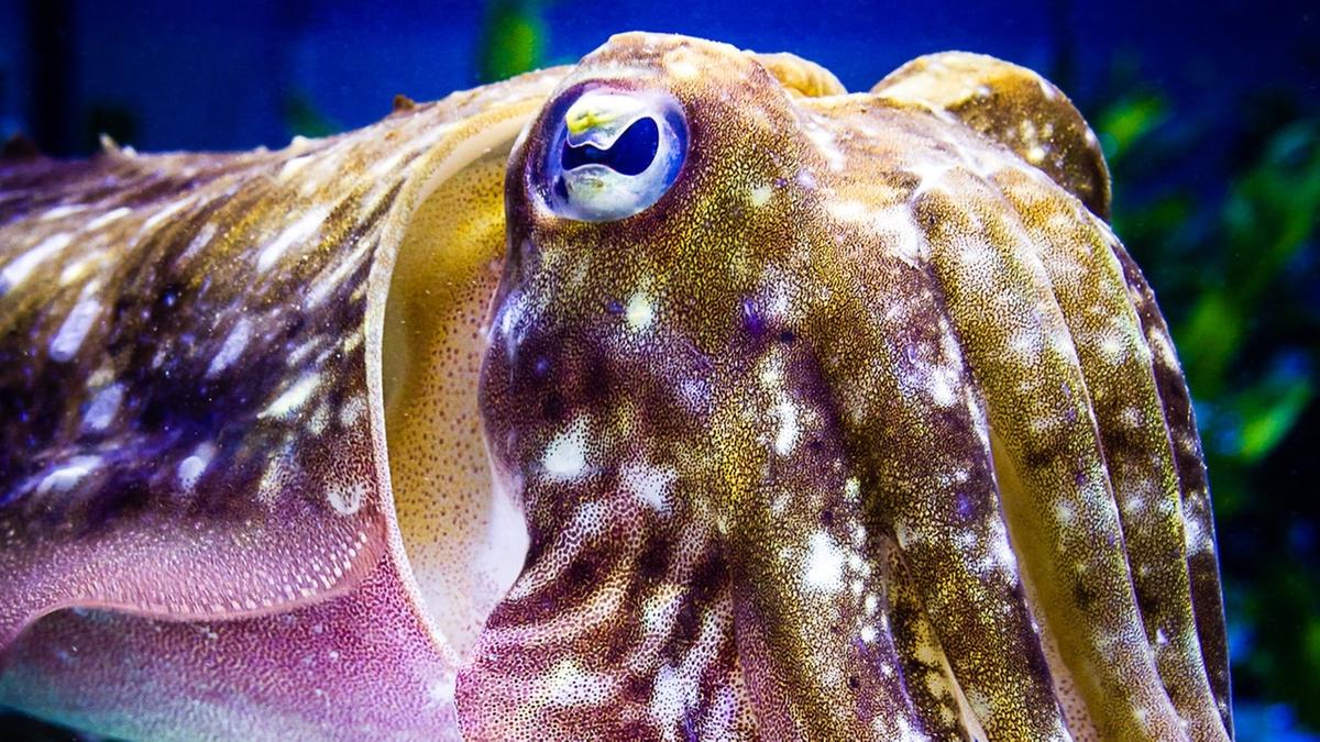 Tintenfische Wechseln Farbe Im Schlaf Br24