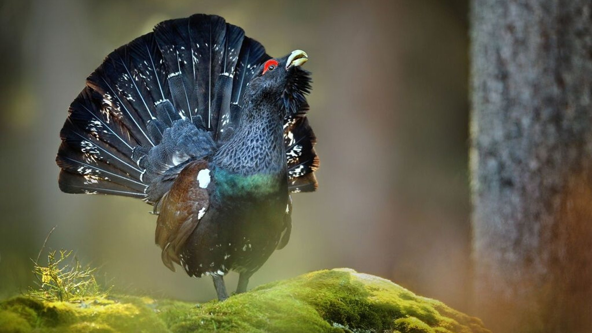 Auerhuhn-Population im Bayerischen Wald deutlich gewachsen