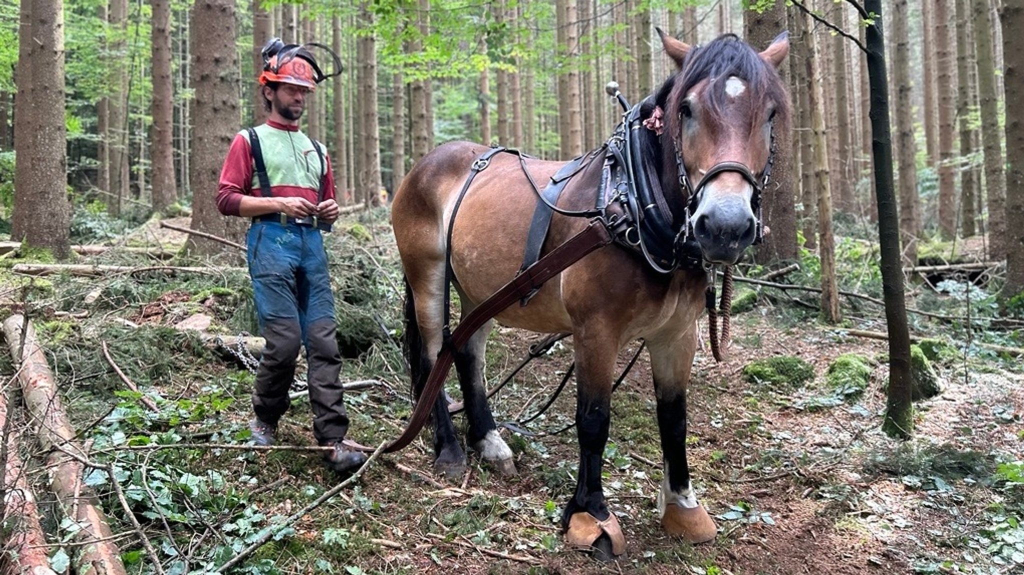 Dominik Zabilka und sein Noriker-Wallach "Hubsi“ müssen sich aufeinander verlassen können