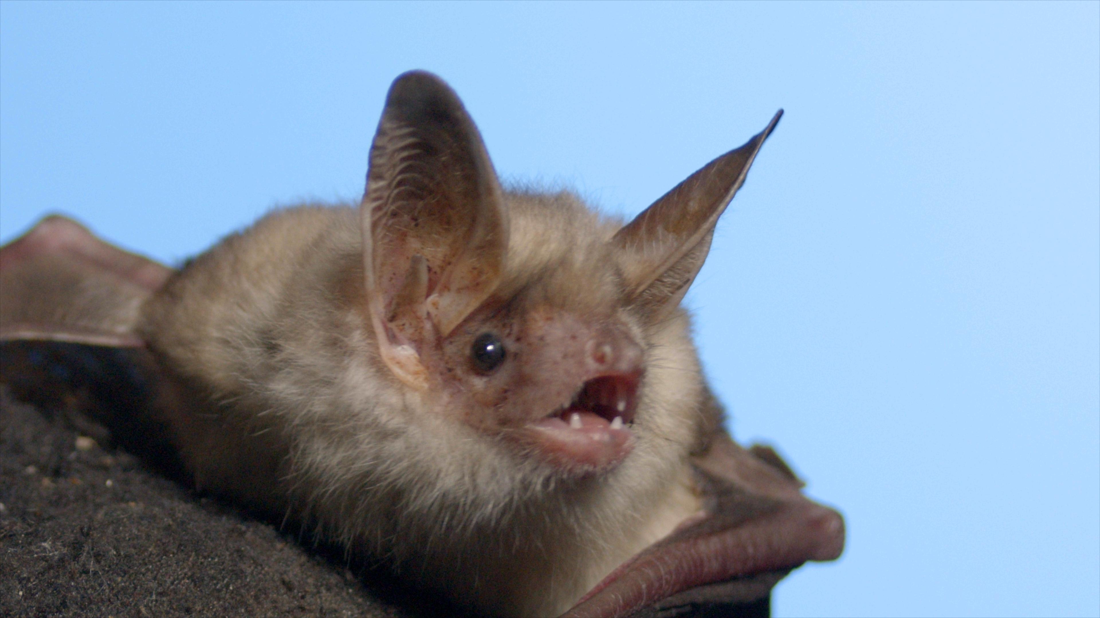 Kleine Mausohren können über 20 Jahre alt werden und fressen am liebsten Motten und Laubheuschrecken.