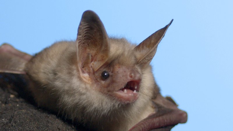 Kleine Mausohren können über 20 Jahre alt werden und fressen am liebsten Motten und Laubheuschrecken. | Bild: Blue Paw Artists Kleine Mausohren können über 20 Jahre alt werden und fressen am liebsten Motten und Laubheuschrecken.