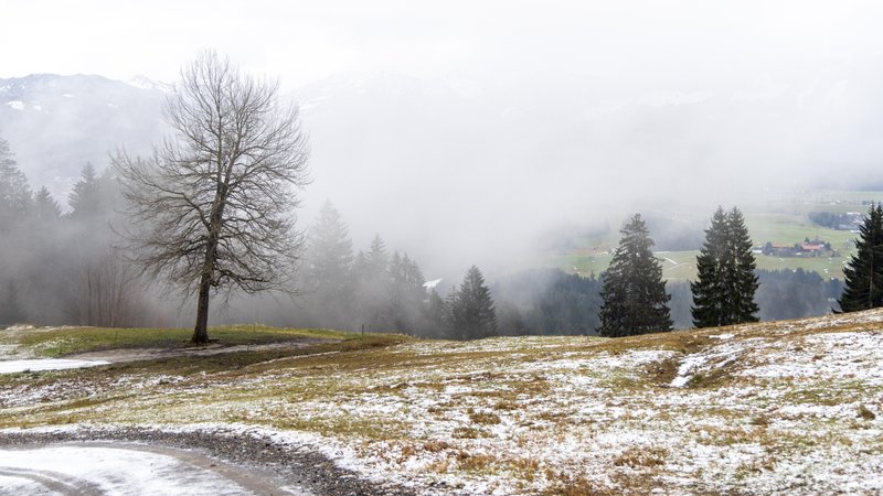 Ein Baum steht im Nebel am Ofterschwanger Horn. | Bild: picture alliance / Jan Eifert | Jan Eifert Ein Baum steht im Nebel am Ofterschwanger Horn.