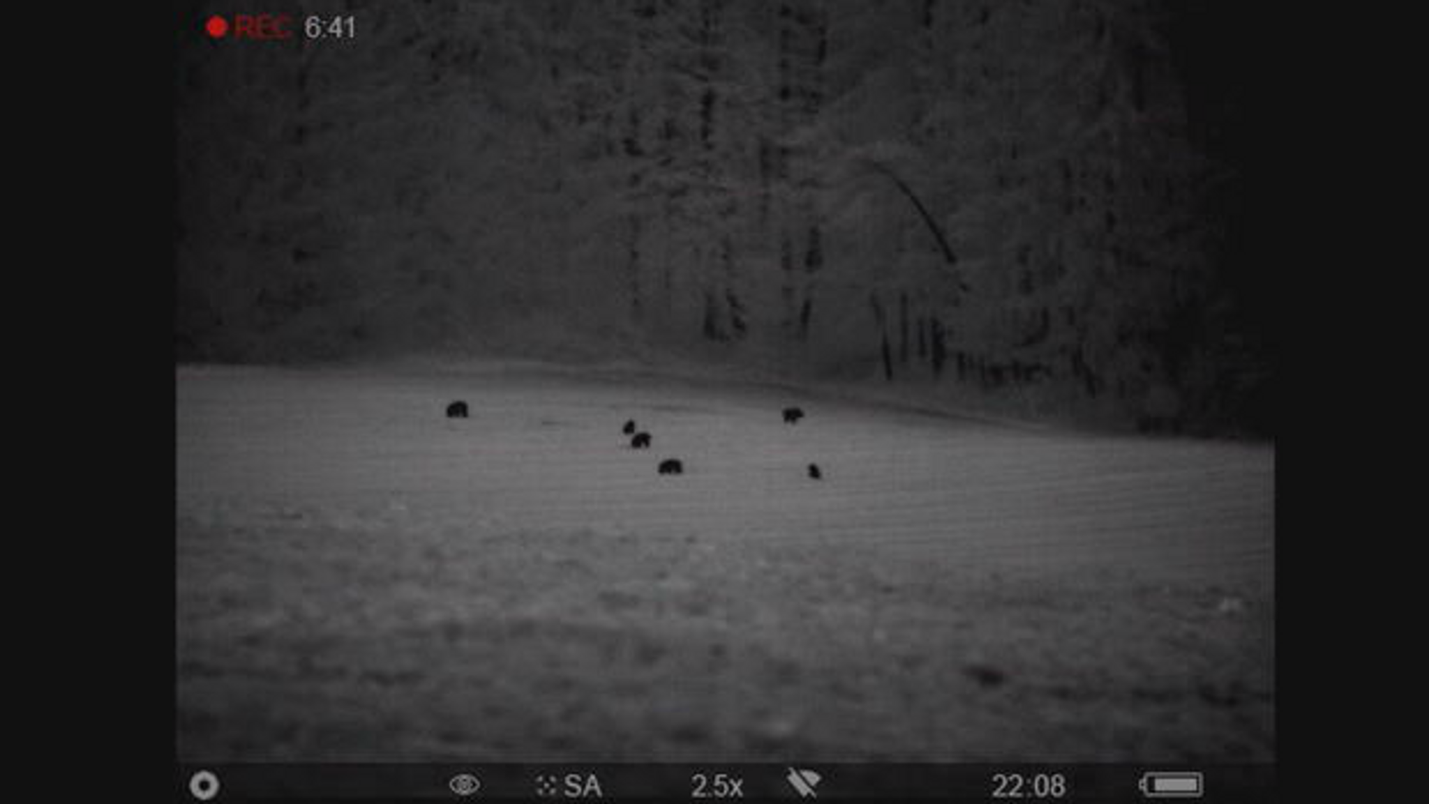 Blick durch ein Nachtsichtgerät auf eine Wildschweinrotte