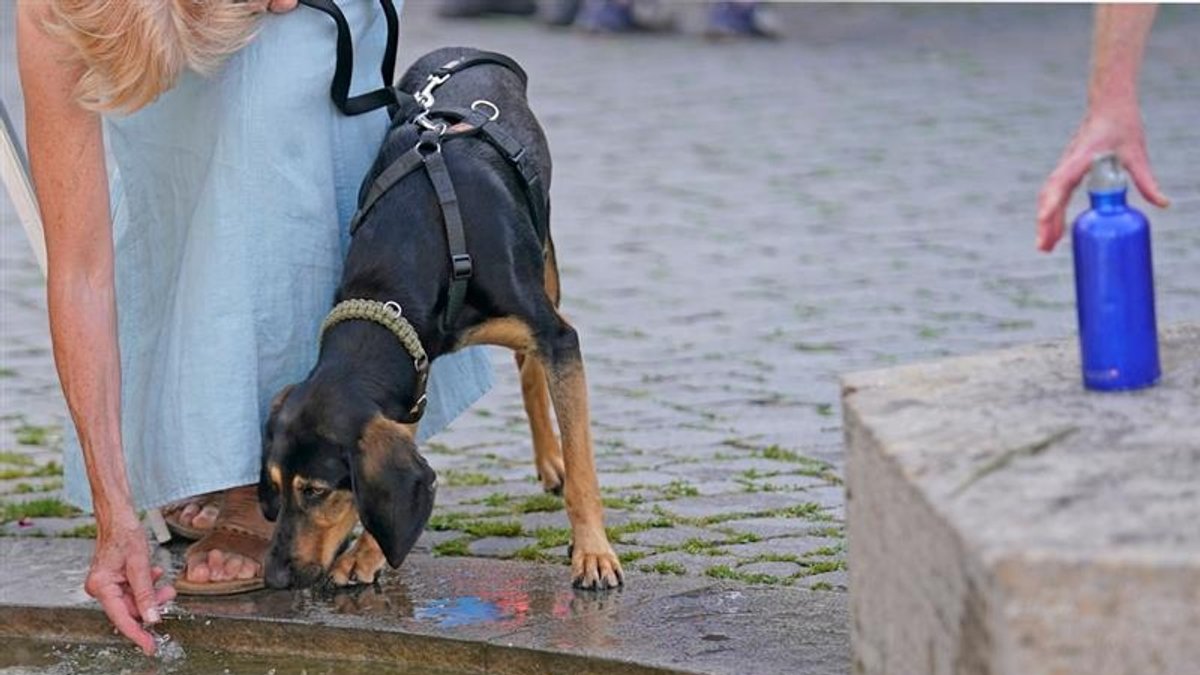 Eine Frau bietet ihrem Hund an einem Brunnen in der Innenstadt von Rosenheim Wasser an.