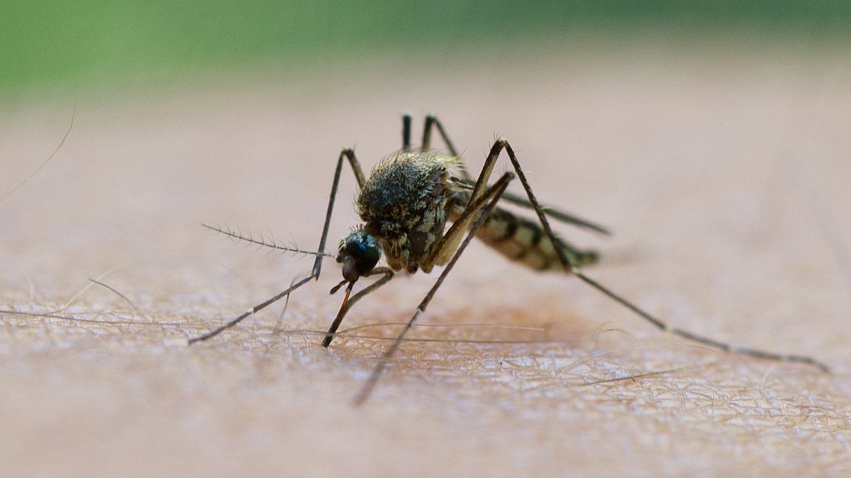 Nach dem Hochwasser droht jetzt eine Mückenplage. Das könnte 100 Stiche pro Minute bedeuten. Am aggressivsten ist die "Überflutungsmücke".