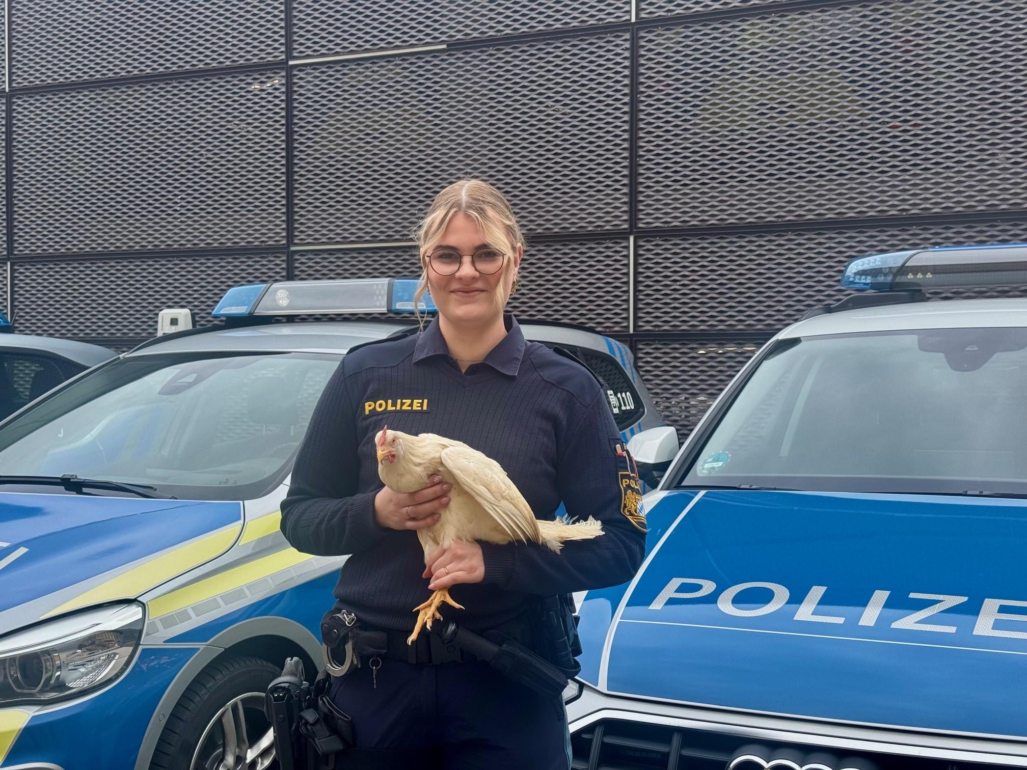 Curious find, just in time for Easter: Chickens in the middle of the city ...