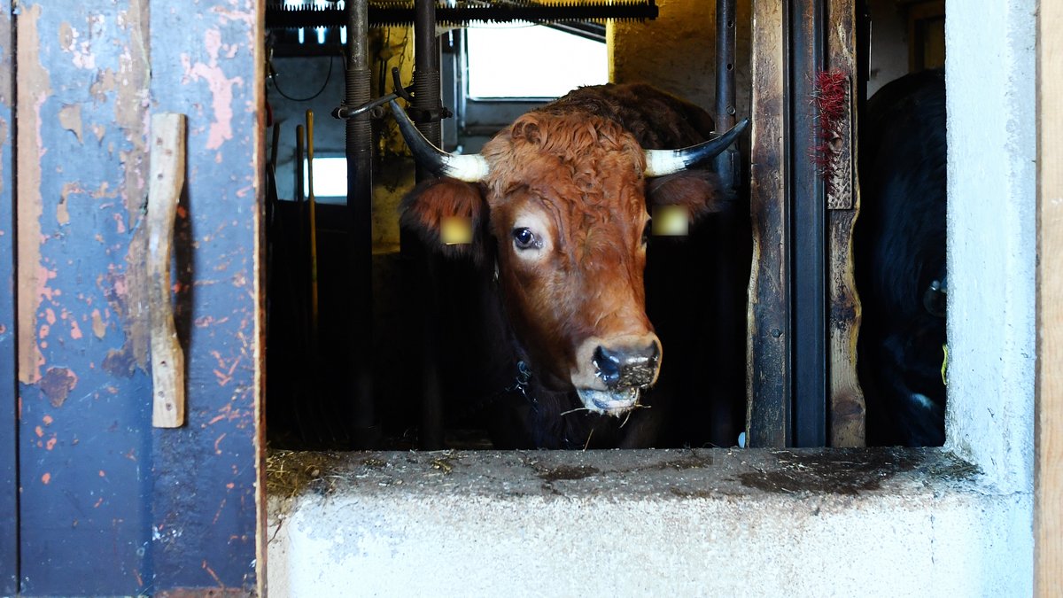 Schlachthöfe und Ställe: Özdemir will strengere Tierschutzregeln