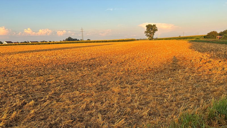 Die Getreidefelder sind abgeerntet, Mais, Rüben und Kartoffeln stehen noch. | Bild: BR / Judith Zacher Die Getreidefelder sind abgeerntet, Mais, Rüben und Kartoffeln stehen noch.
